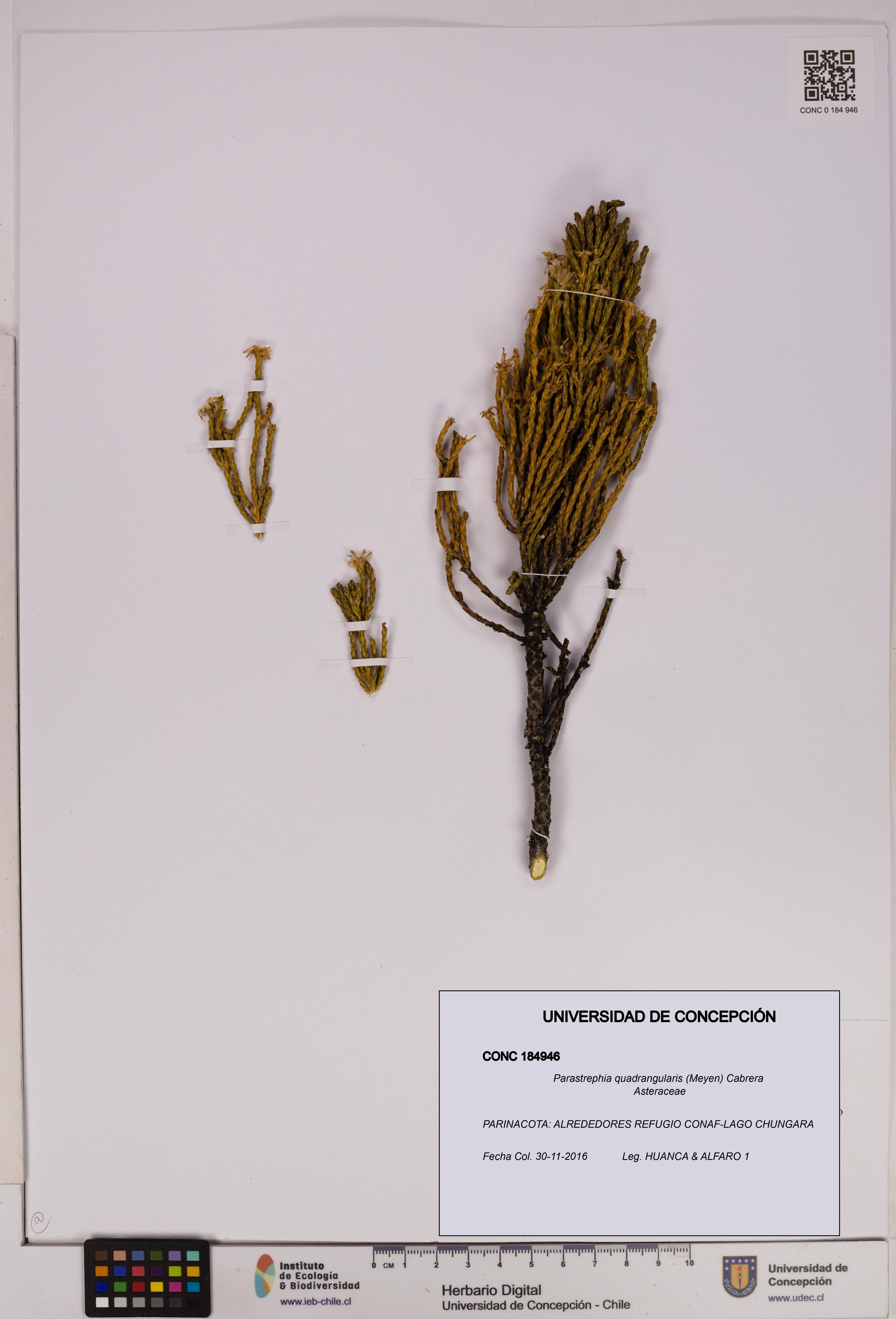 Parastrephia quadrangularis [Espécimen: UDEC:CONC:0184946]