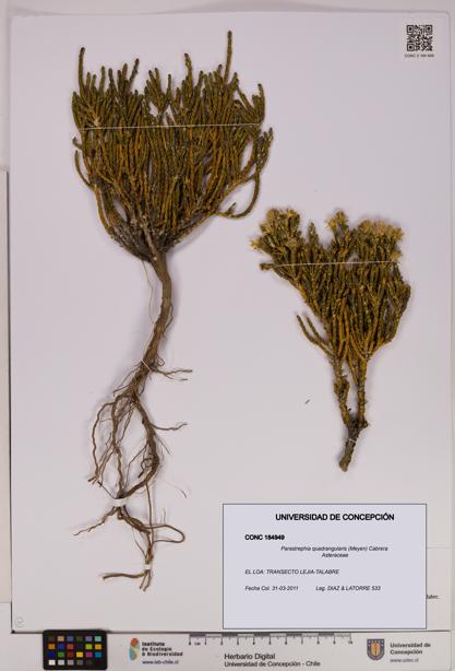 Parastrephia quadrangularis [Espécimen: UDEC:CONC:0184949]