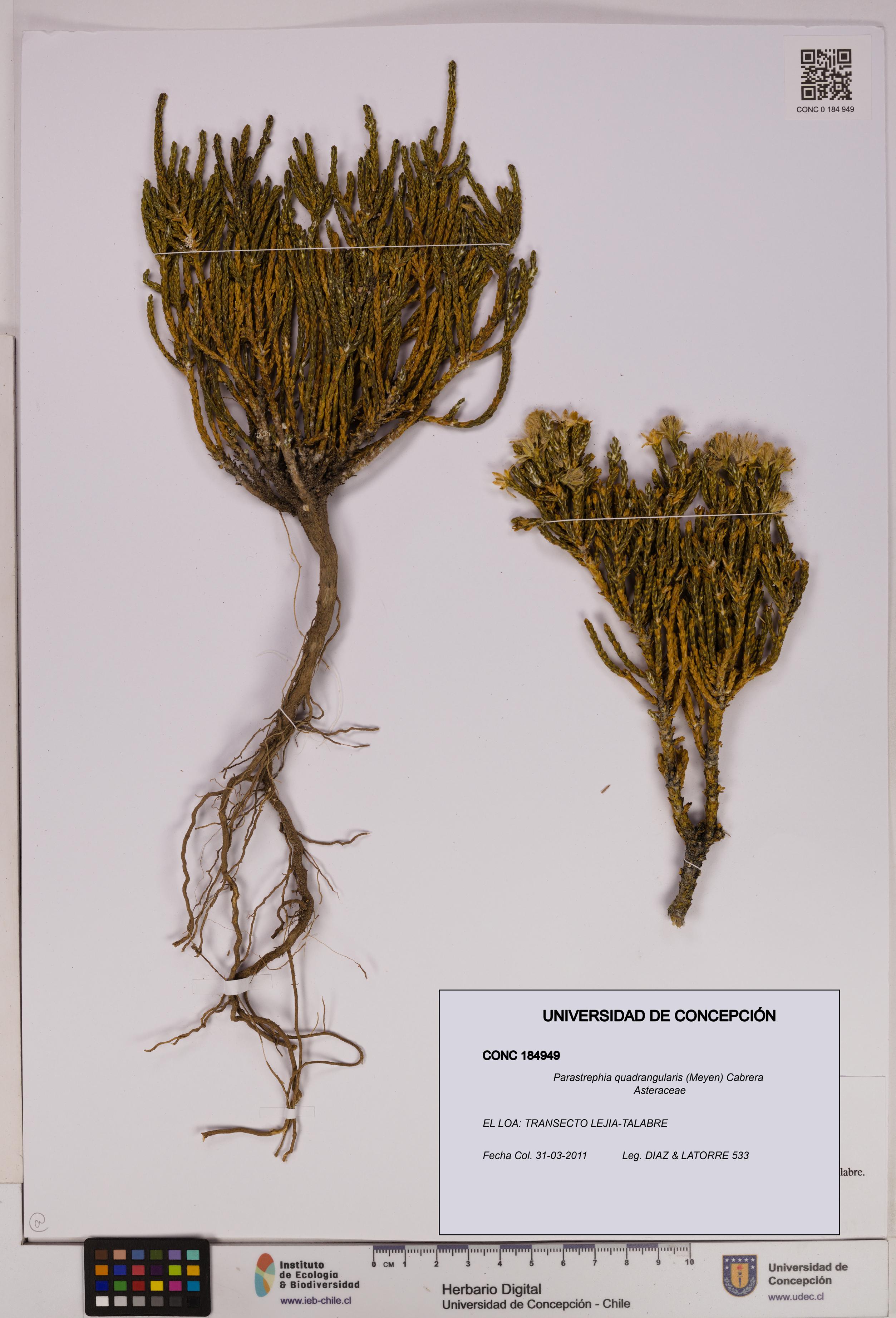 Parastrephia quadrangularis [Espécimen: UDEC:CONC:0184949]