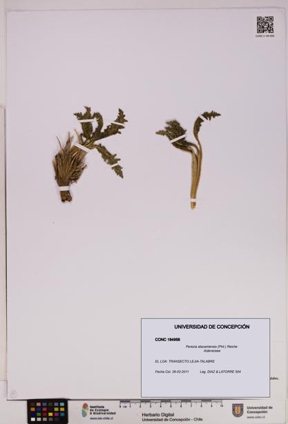 Perezia atacamensis [Espécimen: UDEC:CONC:0184958]