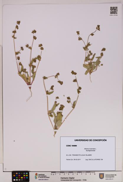 Allionia incarnata [Espécimen: UDEC:CONC:0184964]