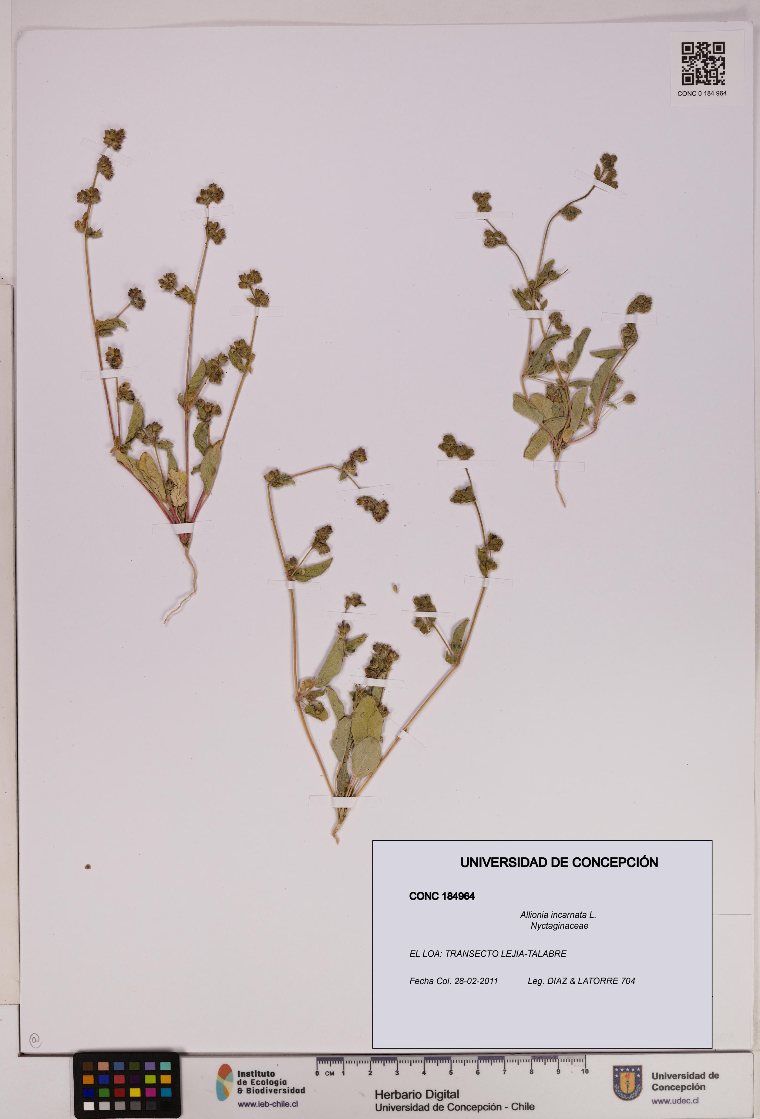 Allionia incarnata [Espécimen: UDEC:CONC:0184964]