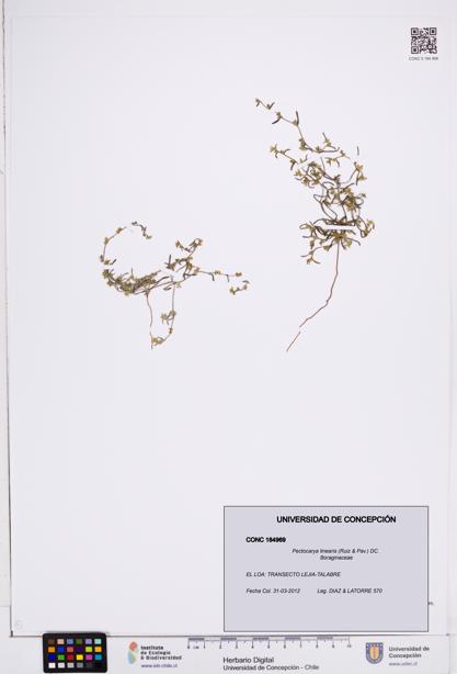 Pectocarya linearis [Espécimen: ]