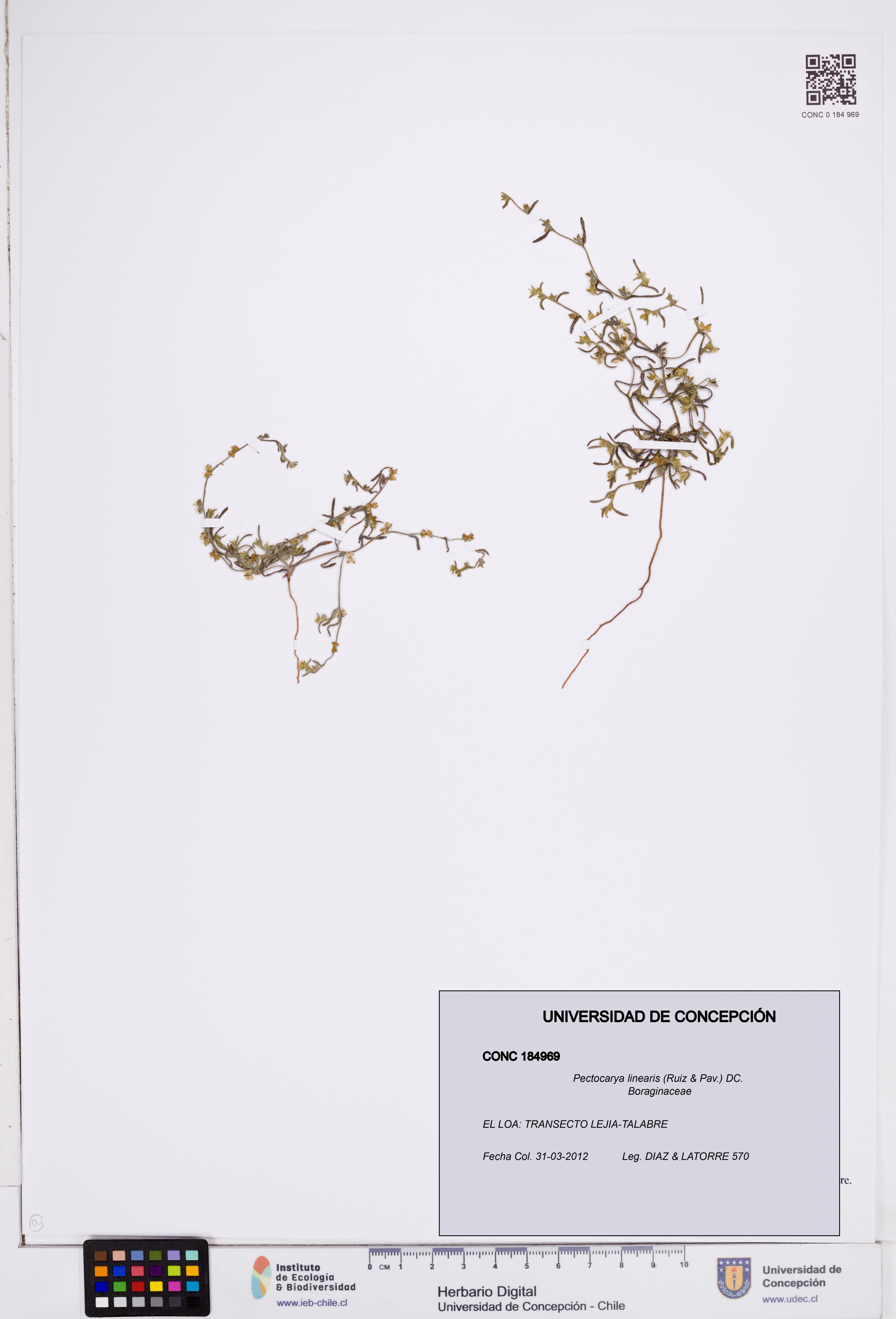 Pectocarya linearis [Espécimen: ]