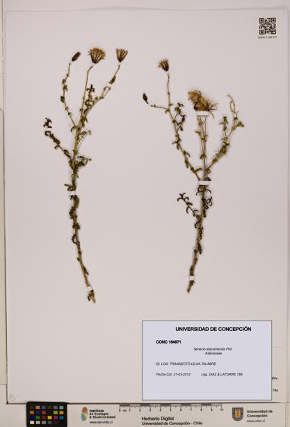 Senecio atacamensis [Espécimen: UDEC:CONC:0184971]