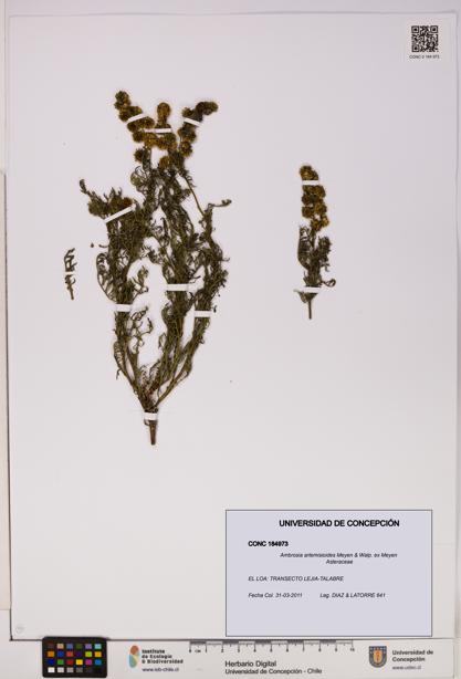 Ambrosia artemisioides [Espécimen: UDEC:CONC:0184973]