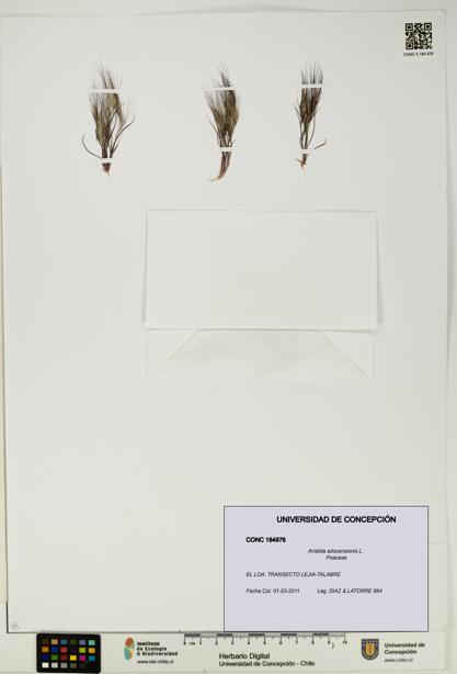 Aristida adscensionis [Espécimen: UDEC:CONC:0184976]