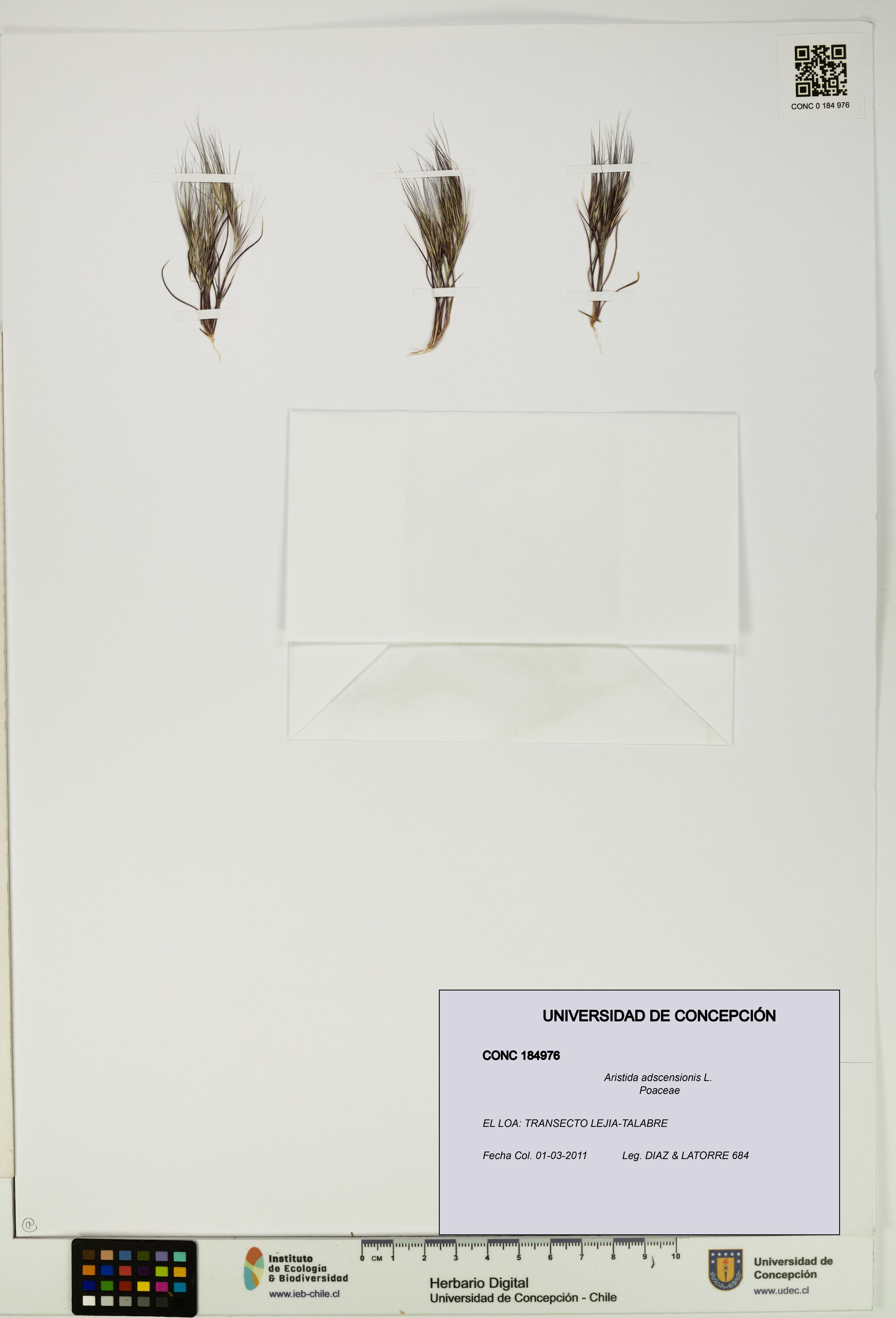 Aristida adscensionis [Espécimen: UDEC:CONC:0184976]