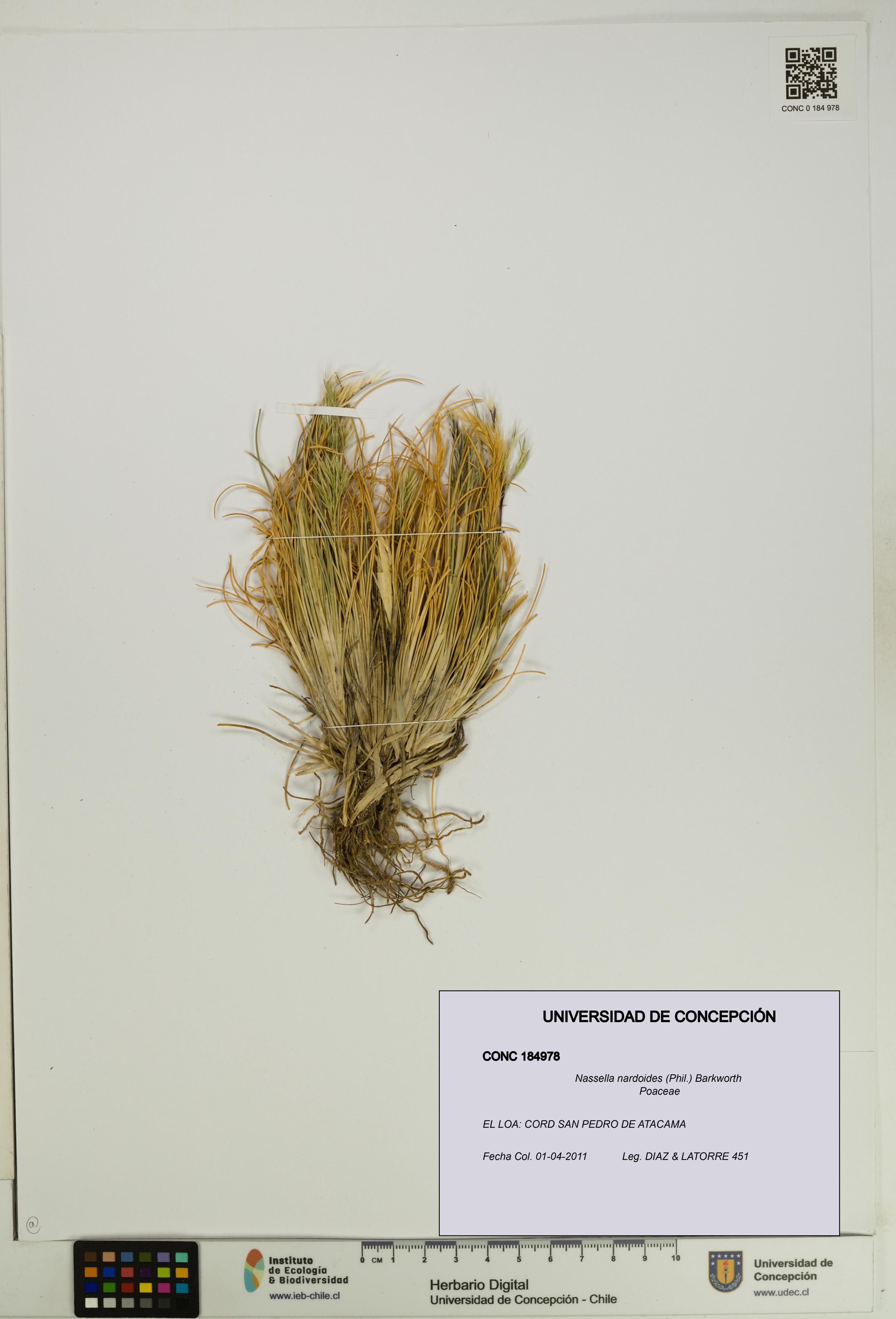 Nassella nardoides [Espécimen: UDEC:CONC:0184978]