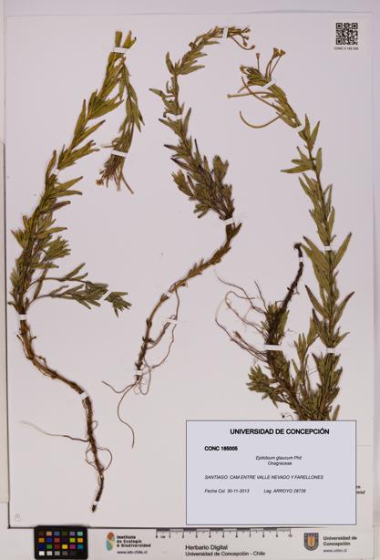 Epilobium glaucum [Espécimen: UDEC:CONC:0185005]