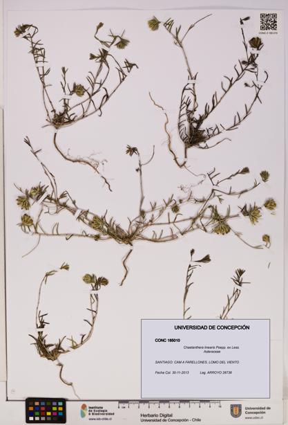 Chaetanthera linearis [Espécimen: UDEC:CONC:0185010]