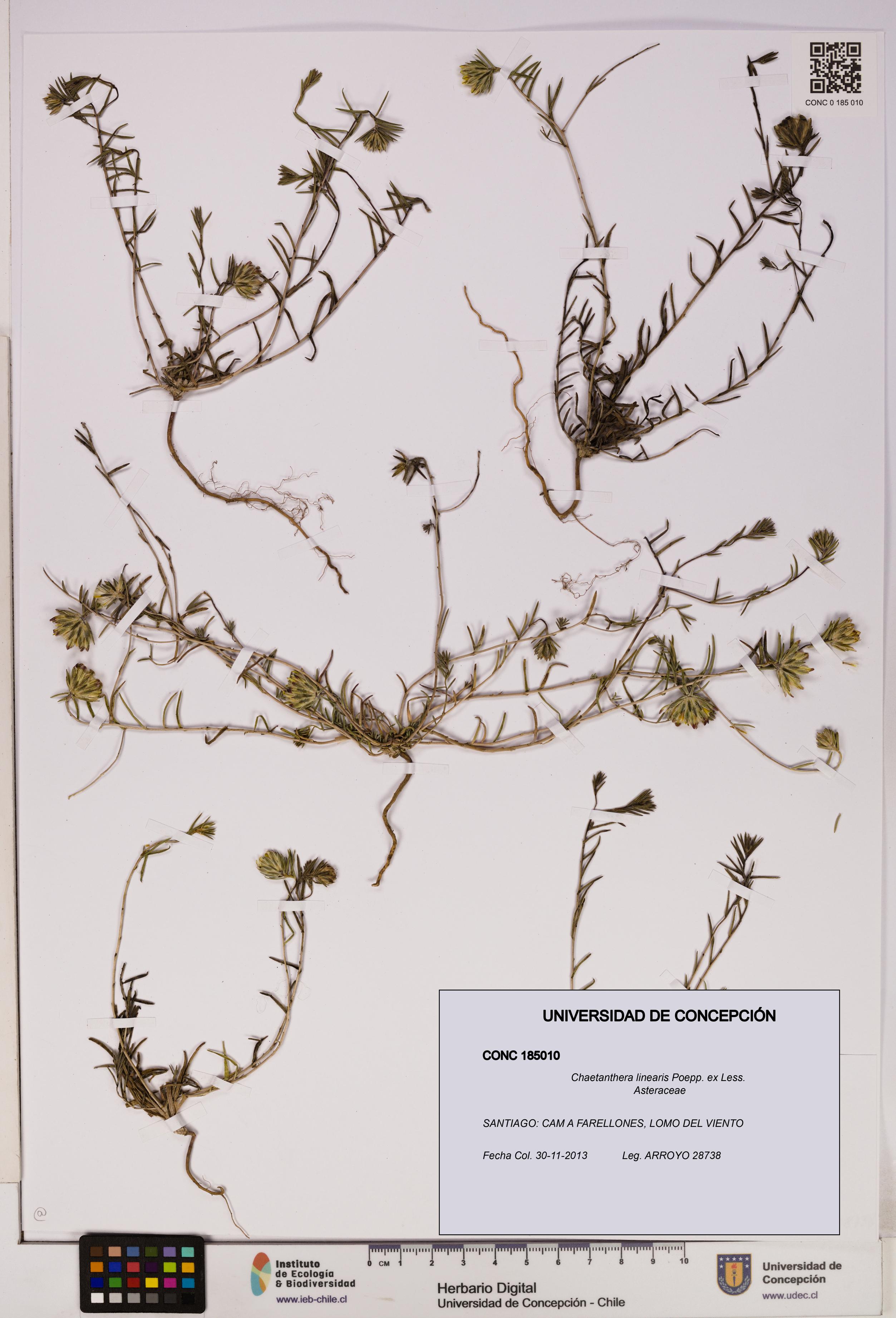 Chaetanthera linearis [Espécimen: UDEC:CONC:0185010]