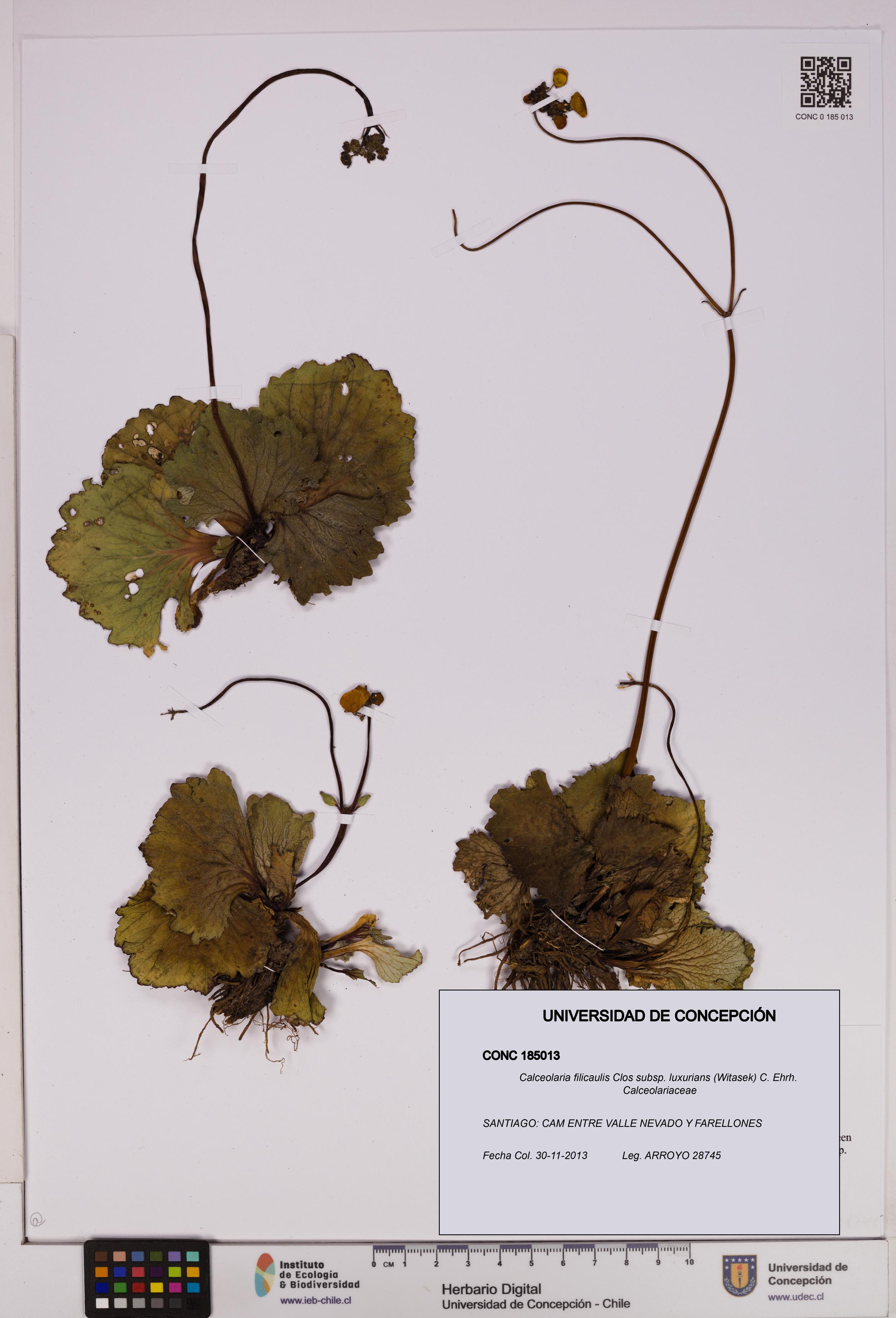 Calceolaria filicaulis [Espécimen: UDEC:CONC:0185013]