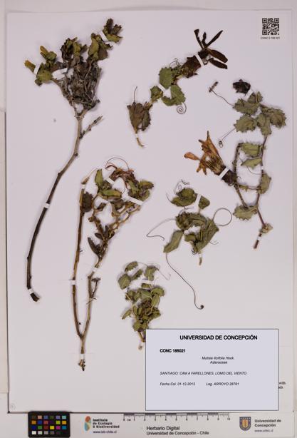 Mutisia ilicifolia [Espécimen: UDEC:CONC:0185021]