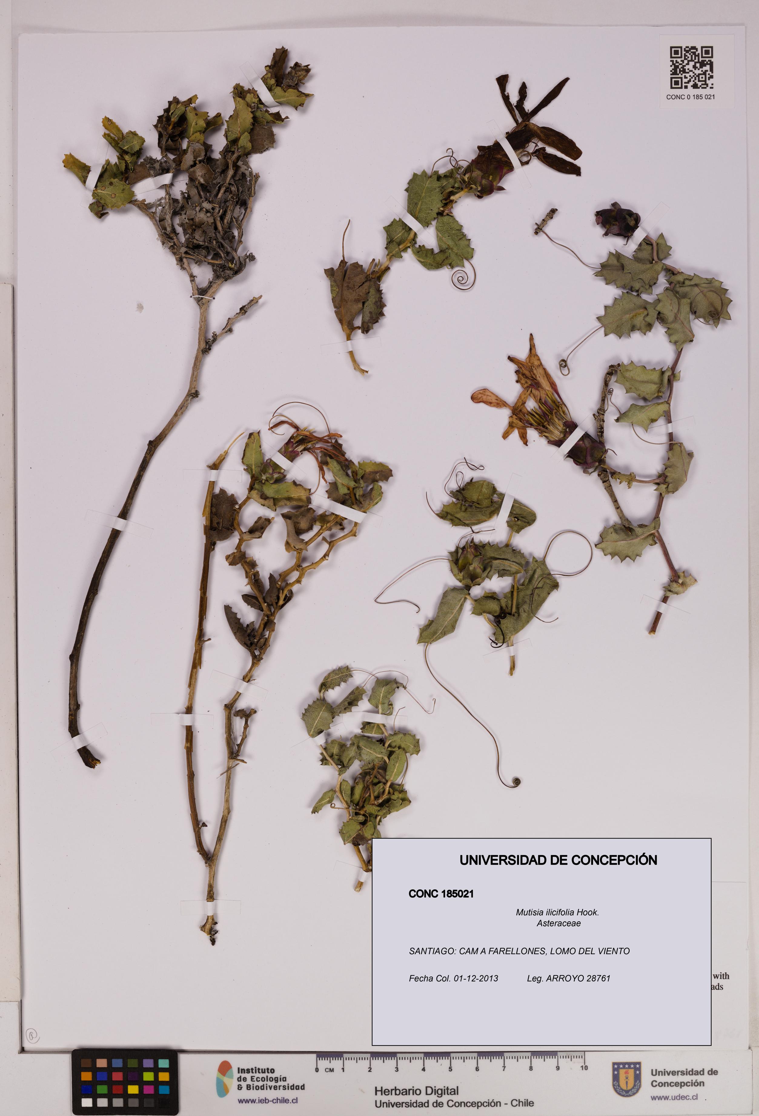 Mutisia ilicifolia [Espécimen: UDEC:CONC:0185021]