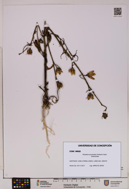 Nicotiana acuminata [Espécimen: UDEC:CONC:0185022]