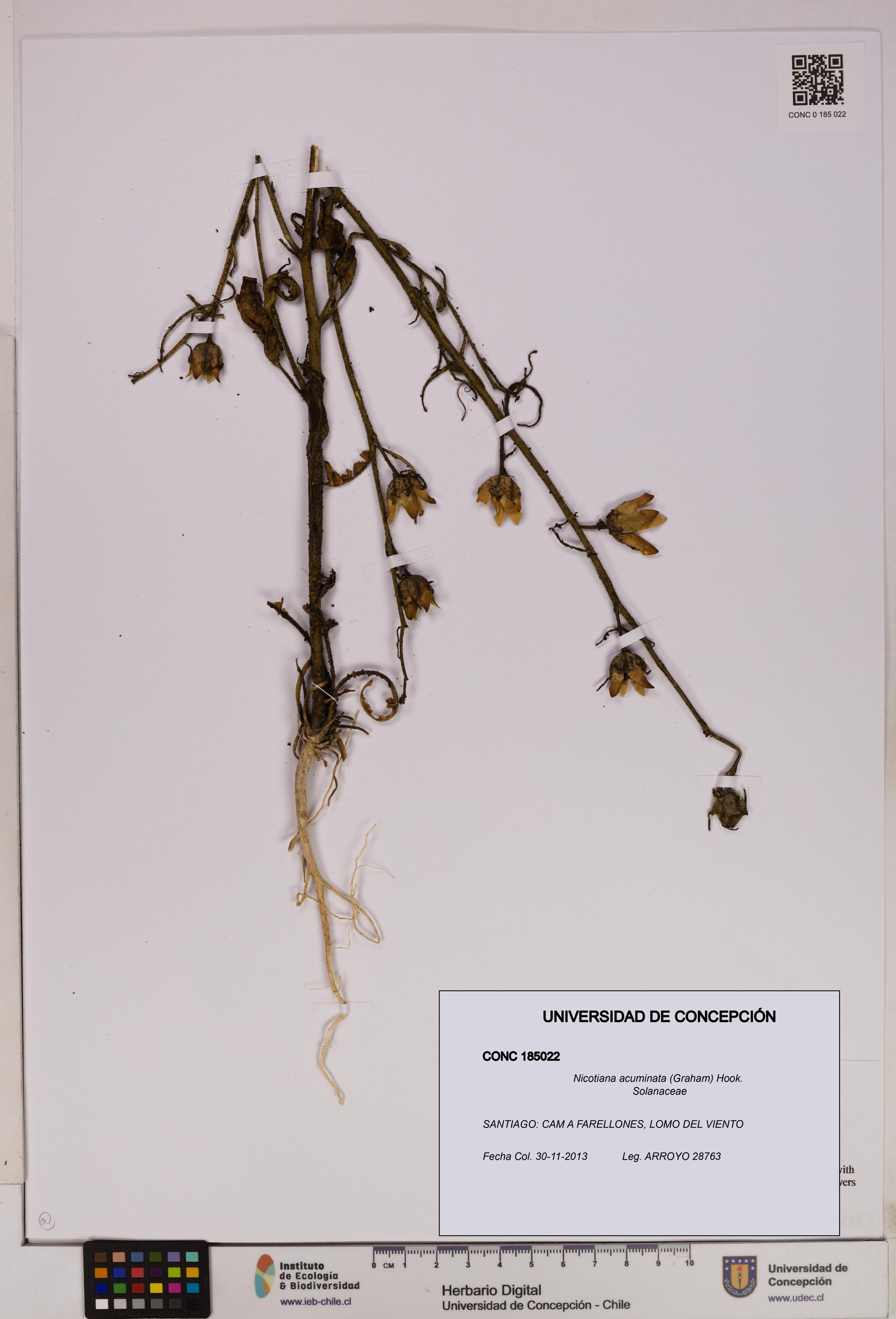 Nicotiana acuminata [Espécimen: UDEC:CONC:0185022]