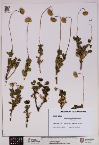 Haplopappus arbutoides [Espécimen: UDEC:CONC:0185024]