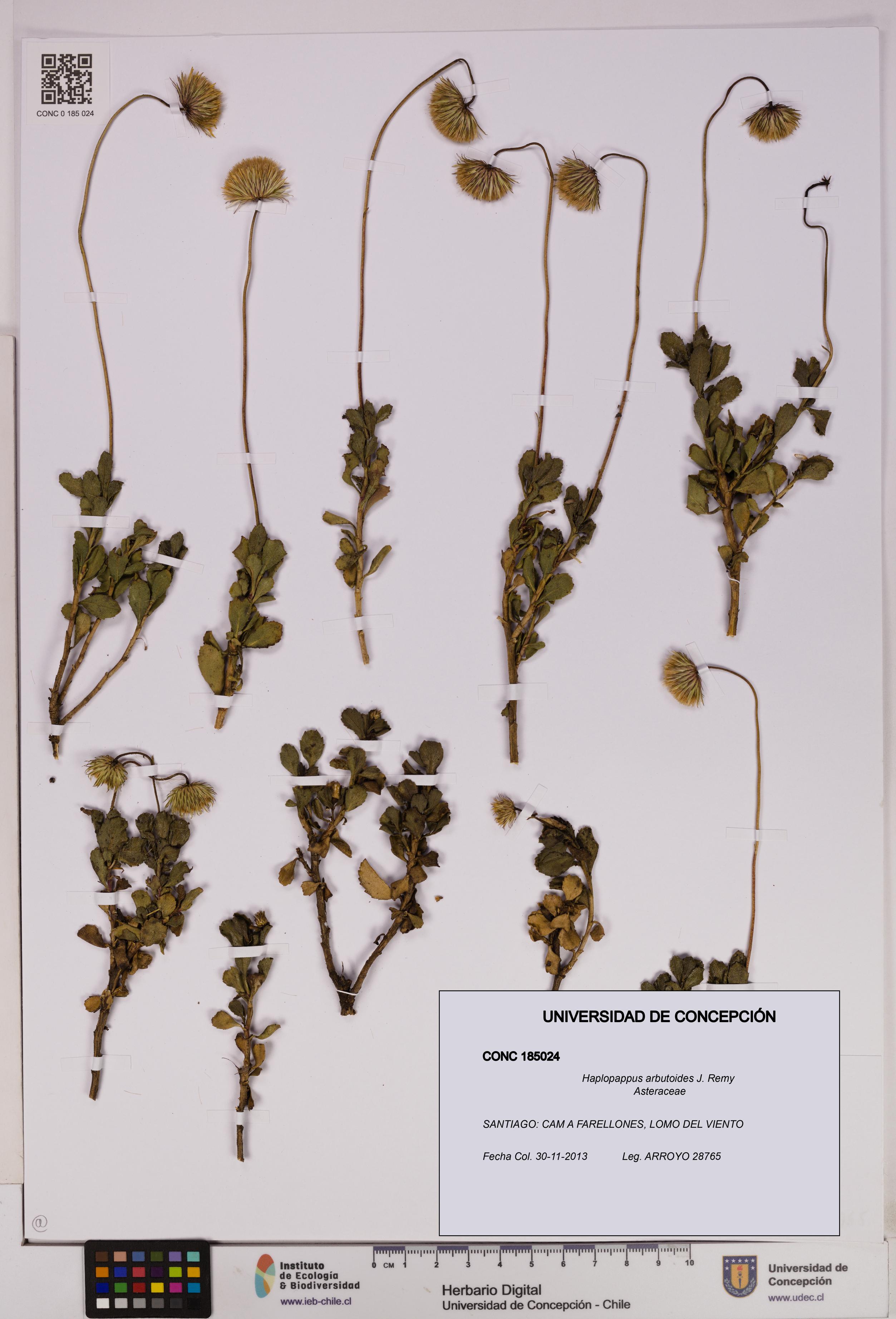 Haplopappus arbutoides [Espécimen: UDEC:CONC:0185024]