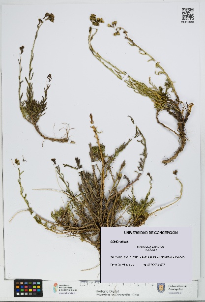 Senecio polygaloides [Espécimen: UDEC:CONC:0185028]