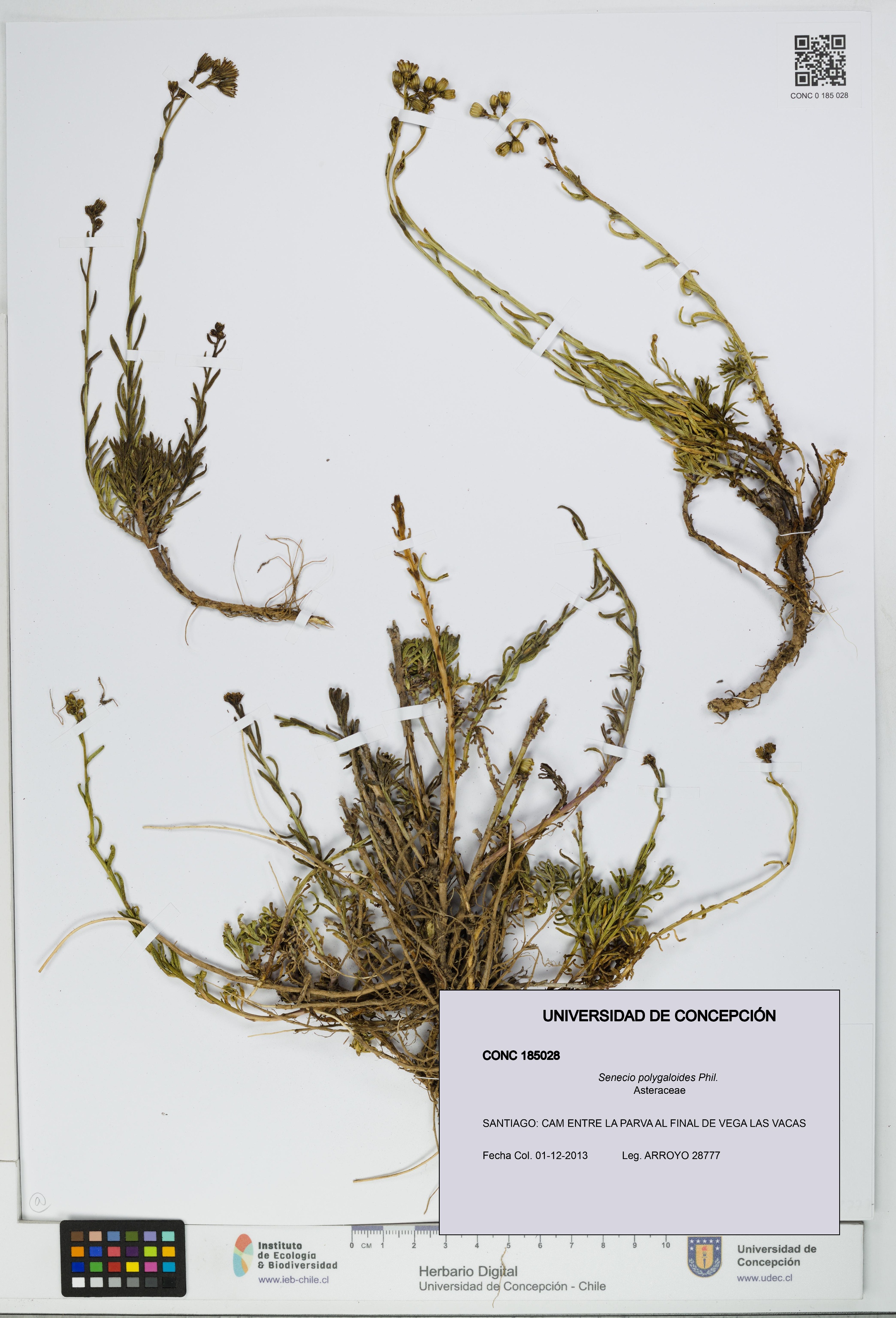 Senecio polygaloides [Espécimen: UDEC:CONC:0185028]