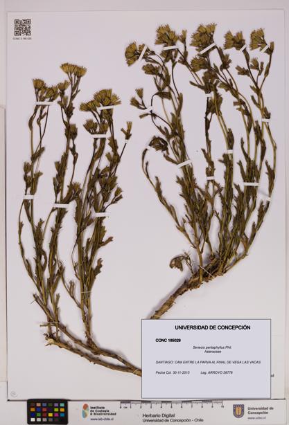 Senecio pentaphyllus [Espécimen: UDEC:CONC:0185029]