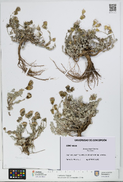 Senecio looseri [Espécimen: UDEC:CONC:0185036]