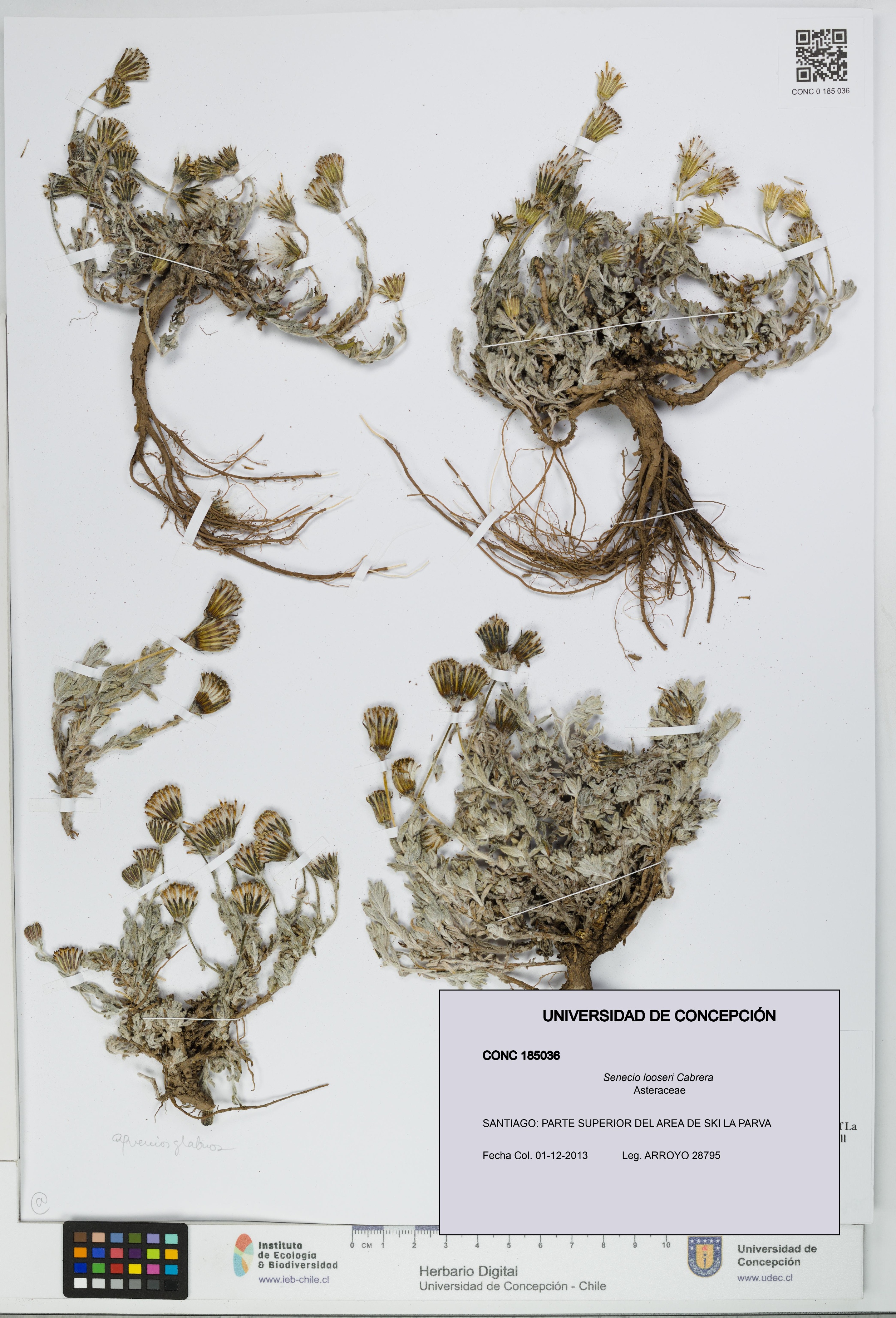 Senecio looseri [Espécimen: UDEC:CONC:0185036]