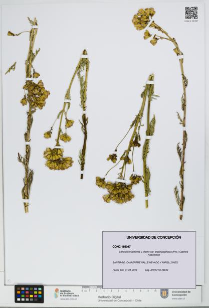 Senecio eruciformis var. brachycephalus [Espécimen: UDEC:CONC:0185047]