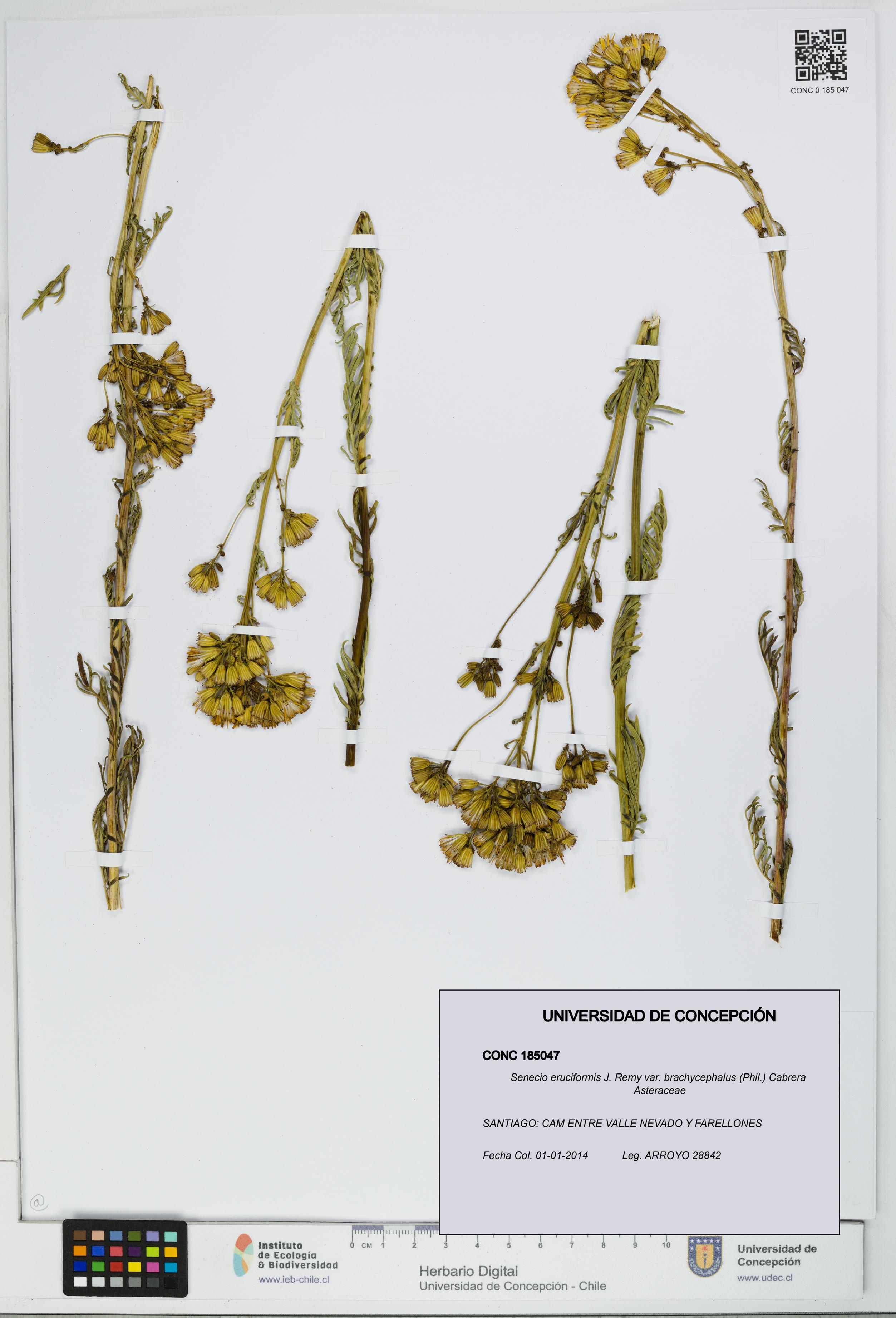 Senecio eruciformis var. brachycephalus [Espécimen: UDEC:CONC:0185047]