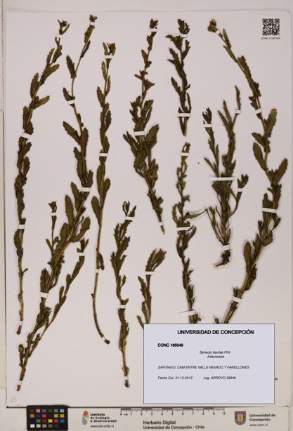 Senecio davilae [Espécimen: UDEC:CONC:0185049]