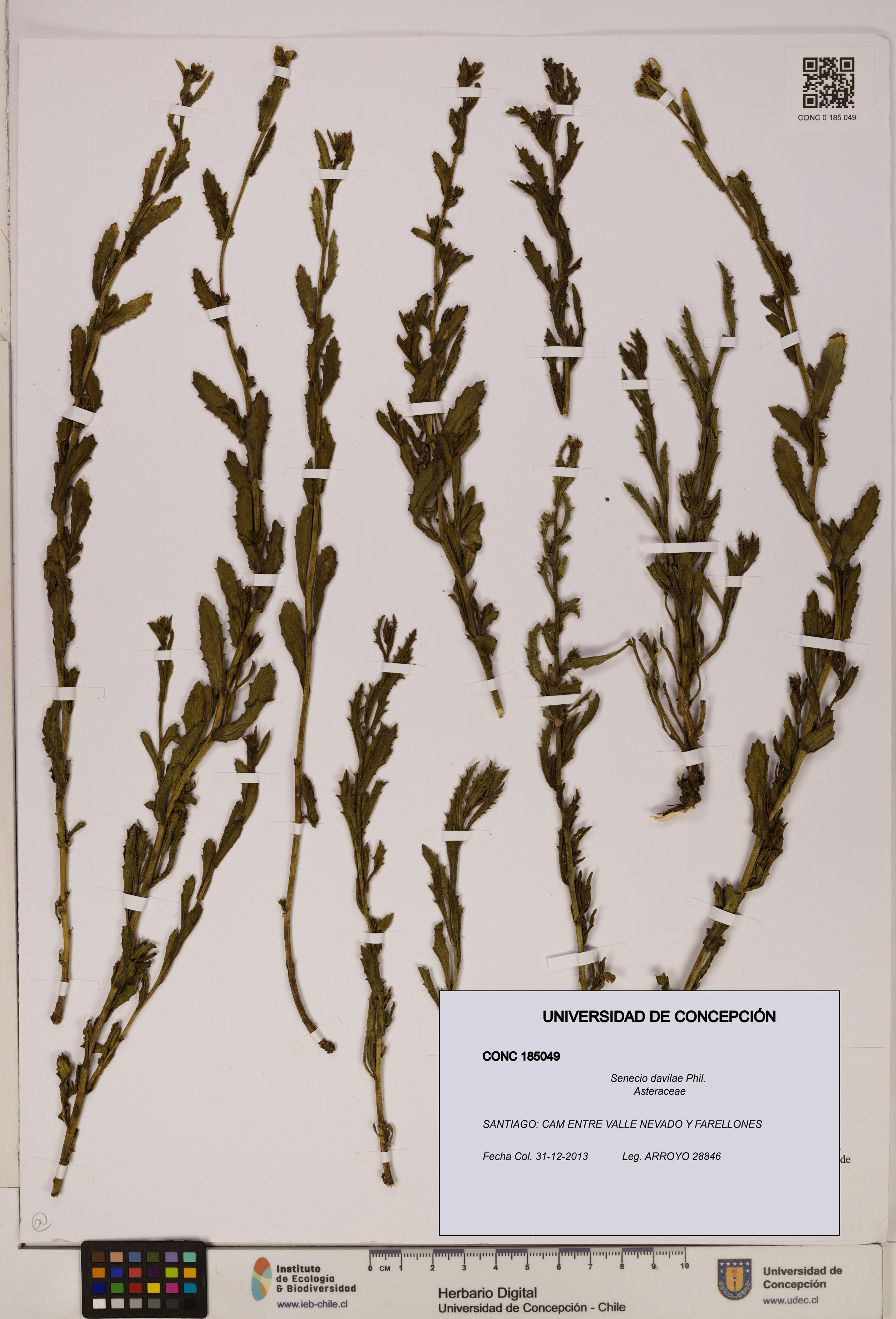 Senecio davilae [Espécimen: UDEC:CONC:0185049]