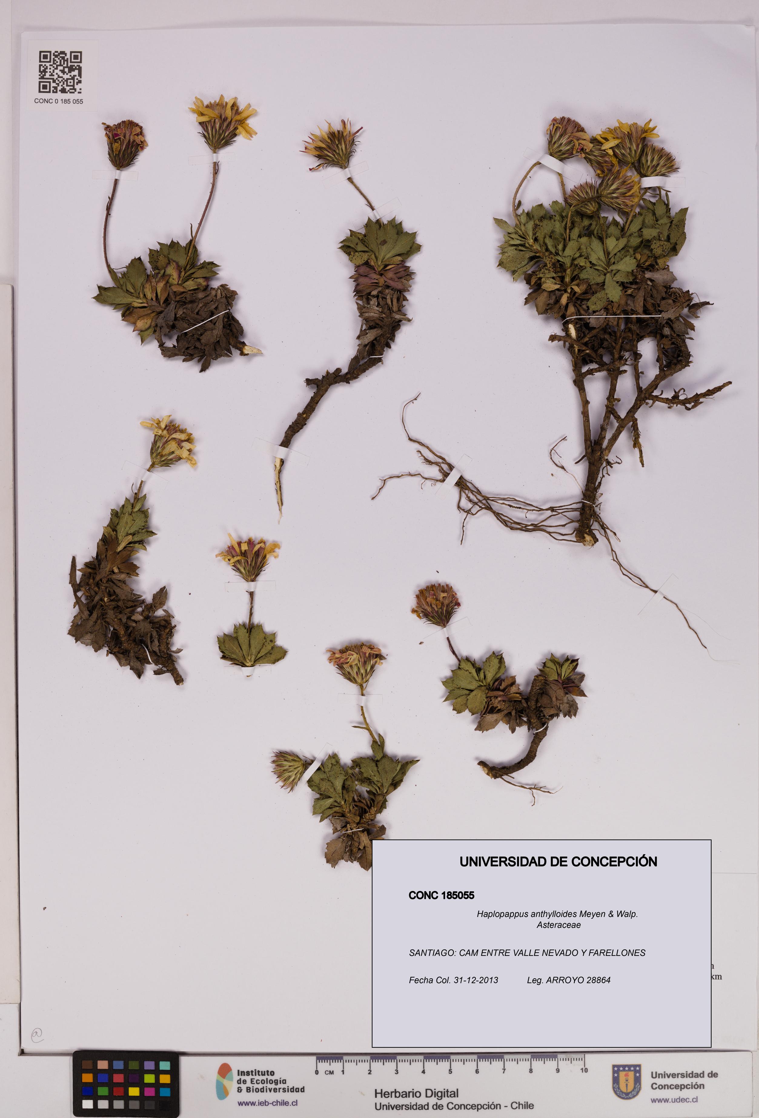 Haplopappus anthylloides [Espécimen: UDEC:CONC:0185055]