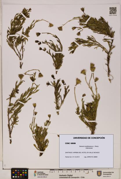 Senecio bustillosianus [Espécimen: UDEC:CONC:0185056]