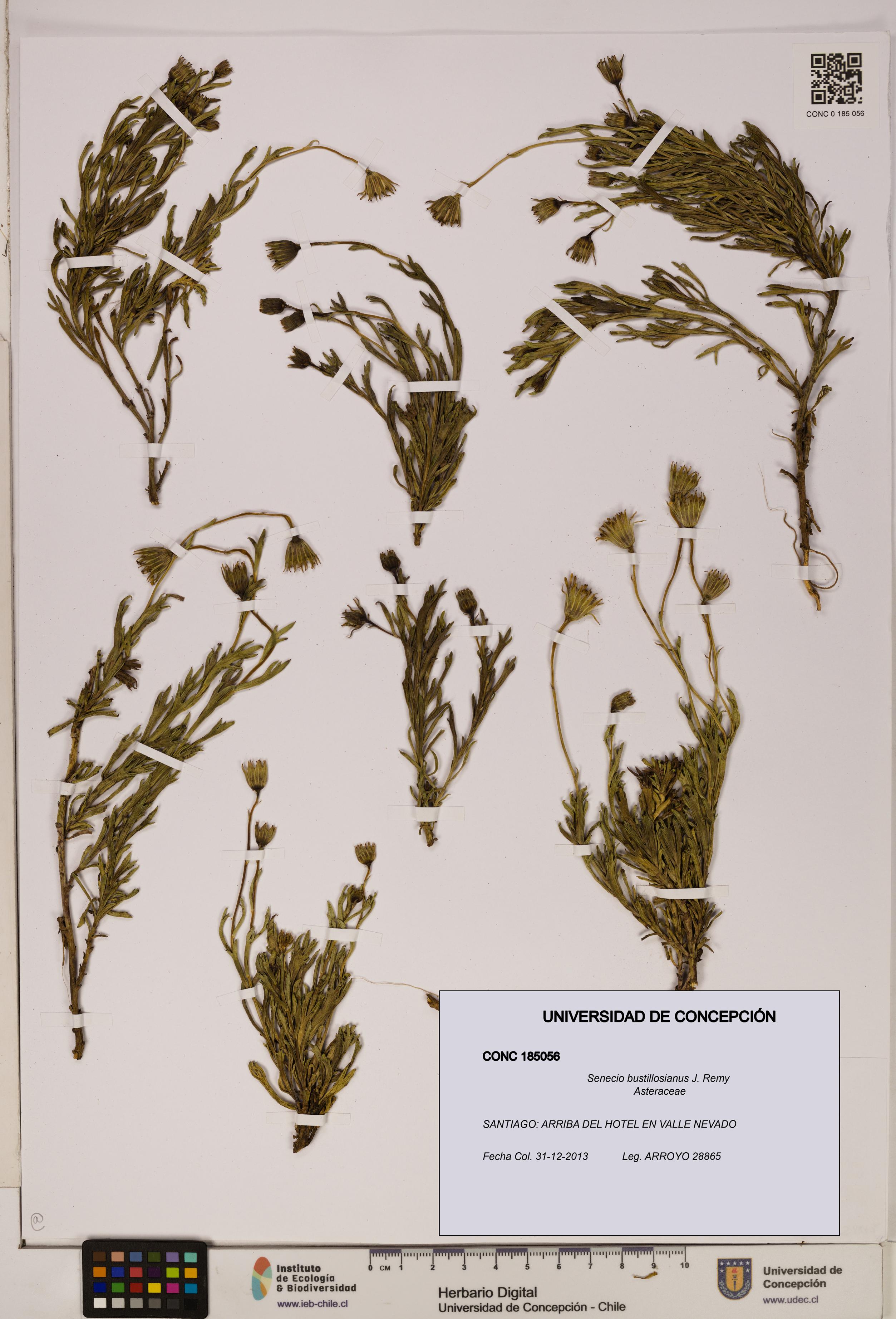 Senecio bustillosianus [Espécimen: UDEC:CONC:0185056]