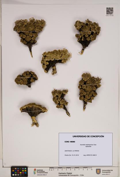 Azorella madreporica [Espécimen: ]
