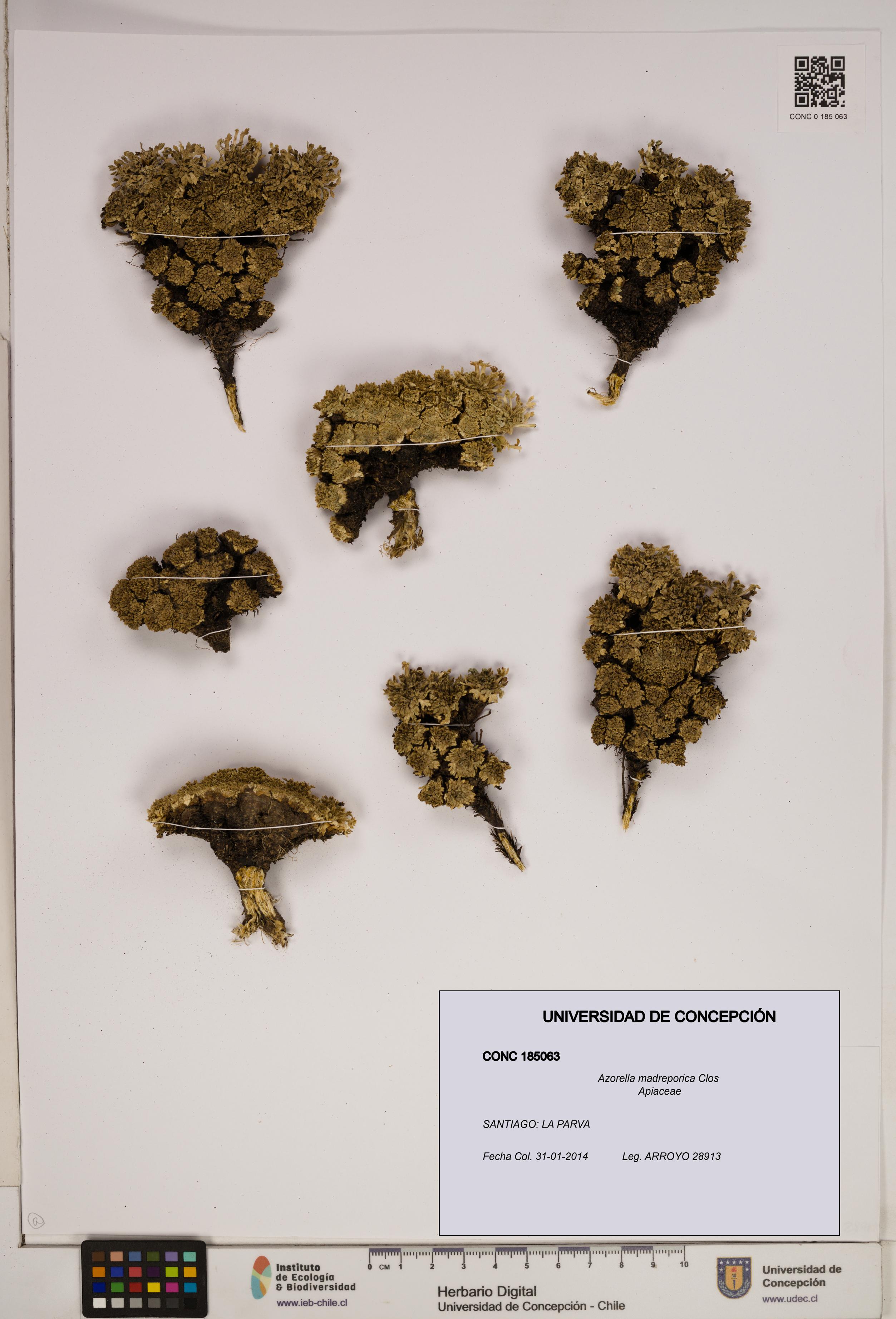 Azorella madreporica [Espécimen: ]