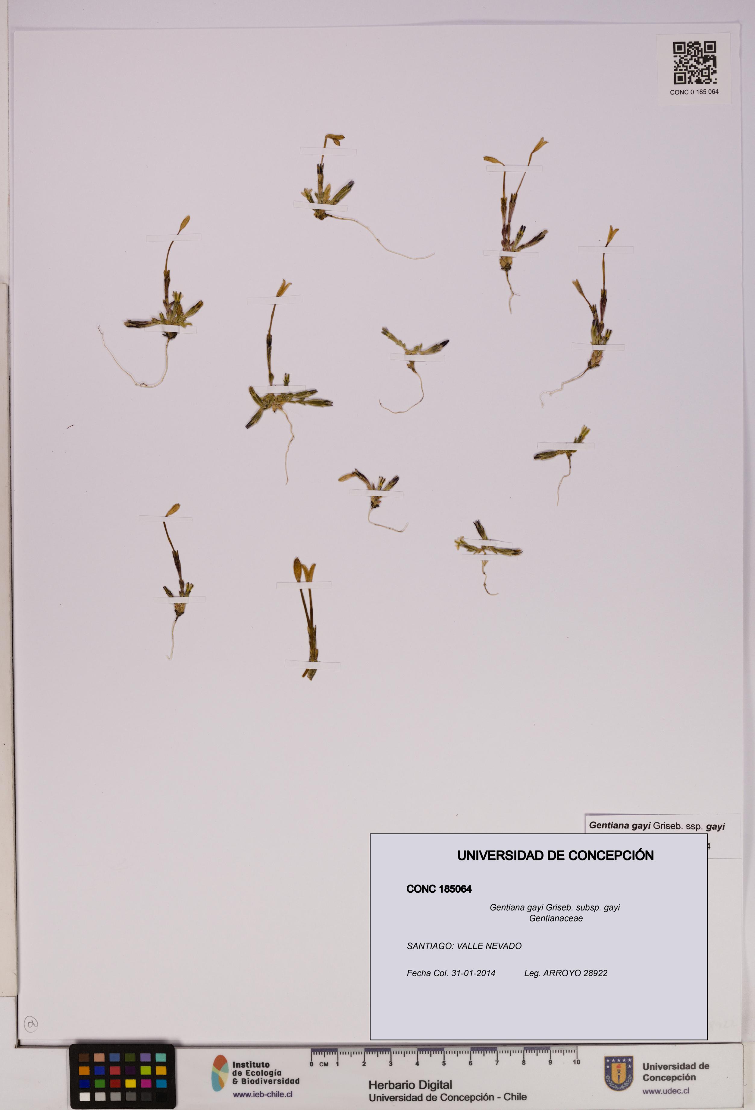Gentiana gayi [Espécimen: UDEC:CONC:0185064]