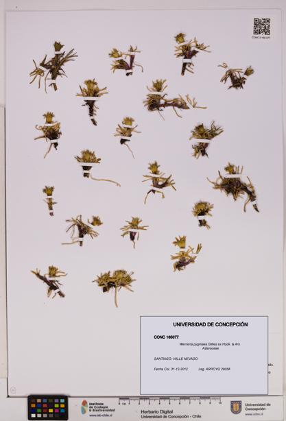 Werneria pygmaea [Espécimen: UDEC:CONC:0185077]