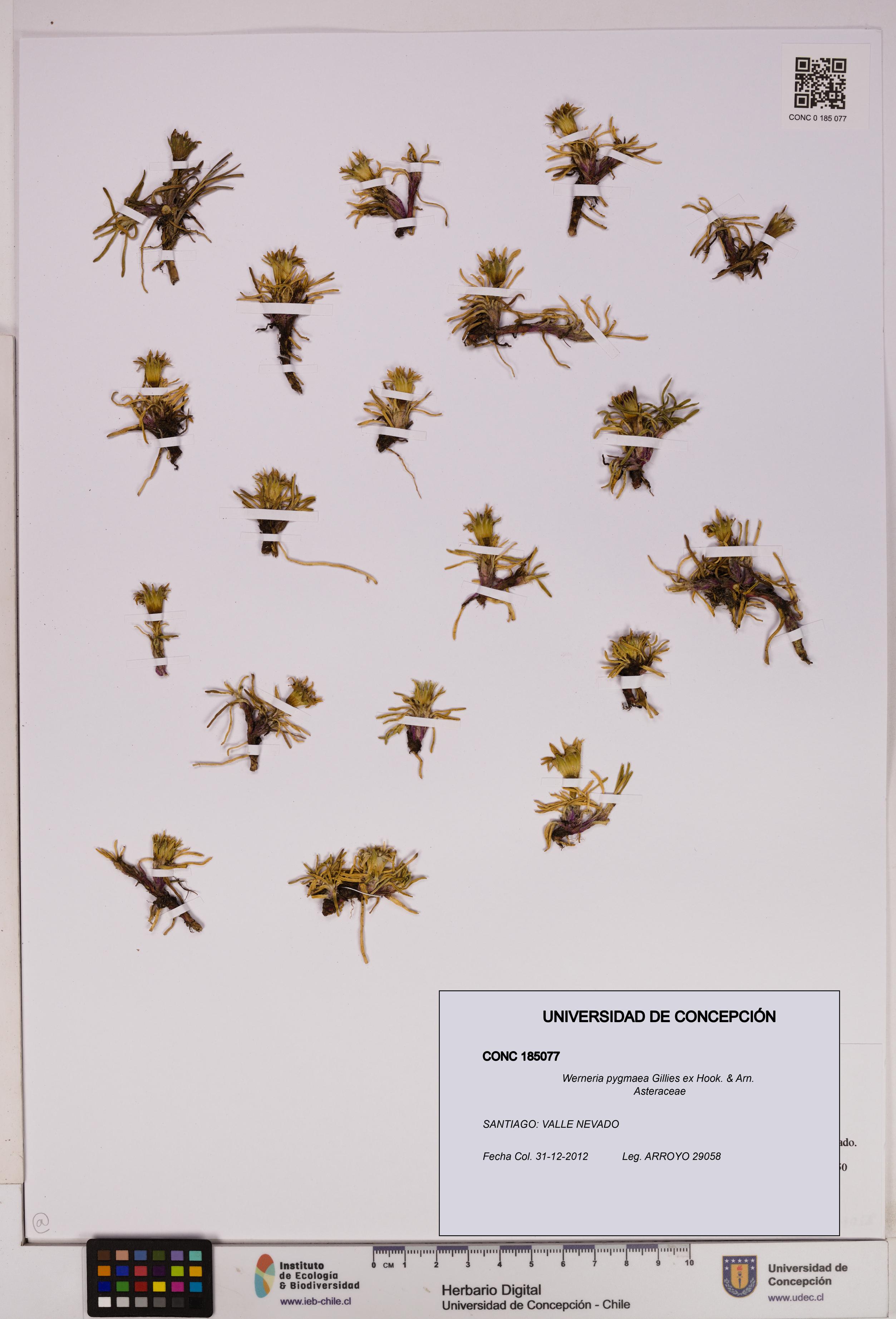 Werneria pygmaea [Espécimen: UDEC:CONC:0185077]