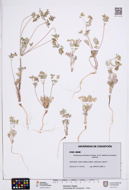 Homalocarpus dichotomus [Espécimen: ]