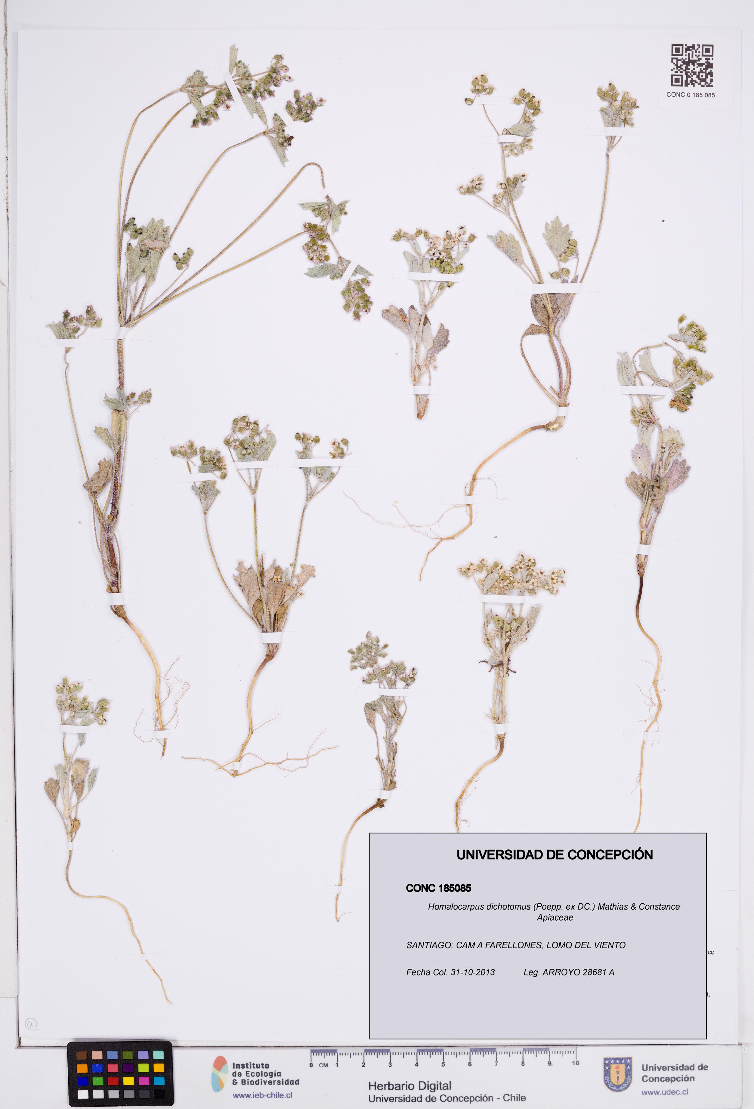 Homalocarpus dichotomus [Espécimen: ]