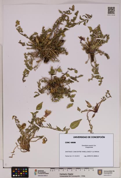 Oenothera acaulis [Espécimen: UDEC:CONC:0185089]