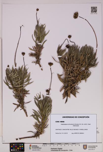 Haplopappus schumannii [Espécimen: UDEC:CONC:0185092]
