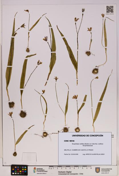 Tecophilaea violiflora fma. violiflora [Espécimen: UDEC:CONC:0185104]