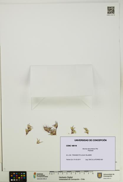 Munroa decumbens [Espécimen: UDEC:CONC:0185119]