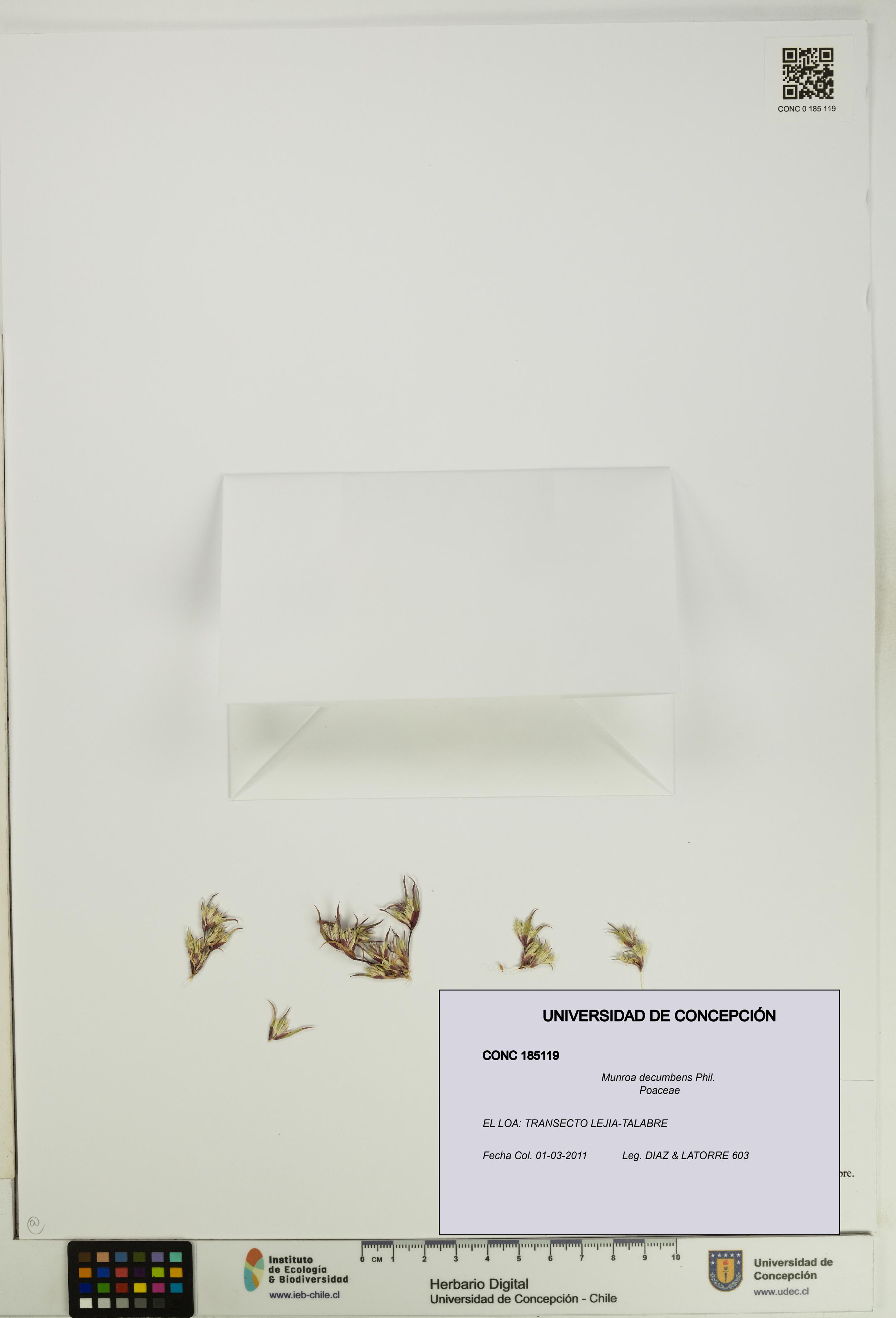 Munroa decumbens [Espécimen: UDEC:CONC:0185119]