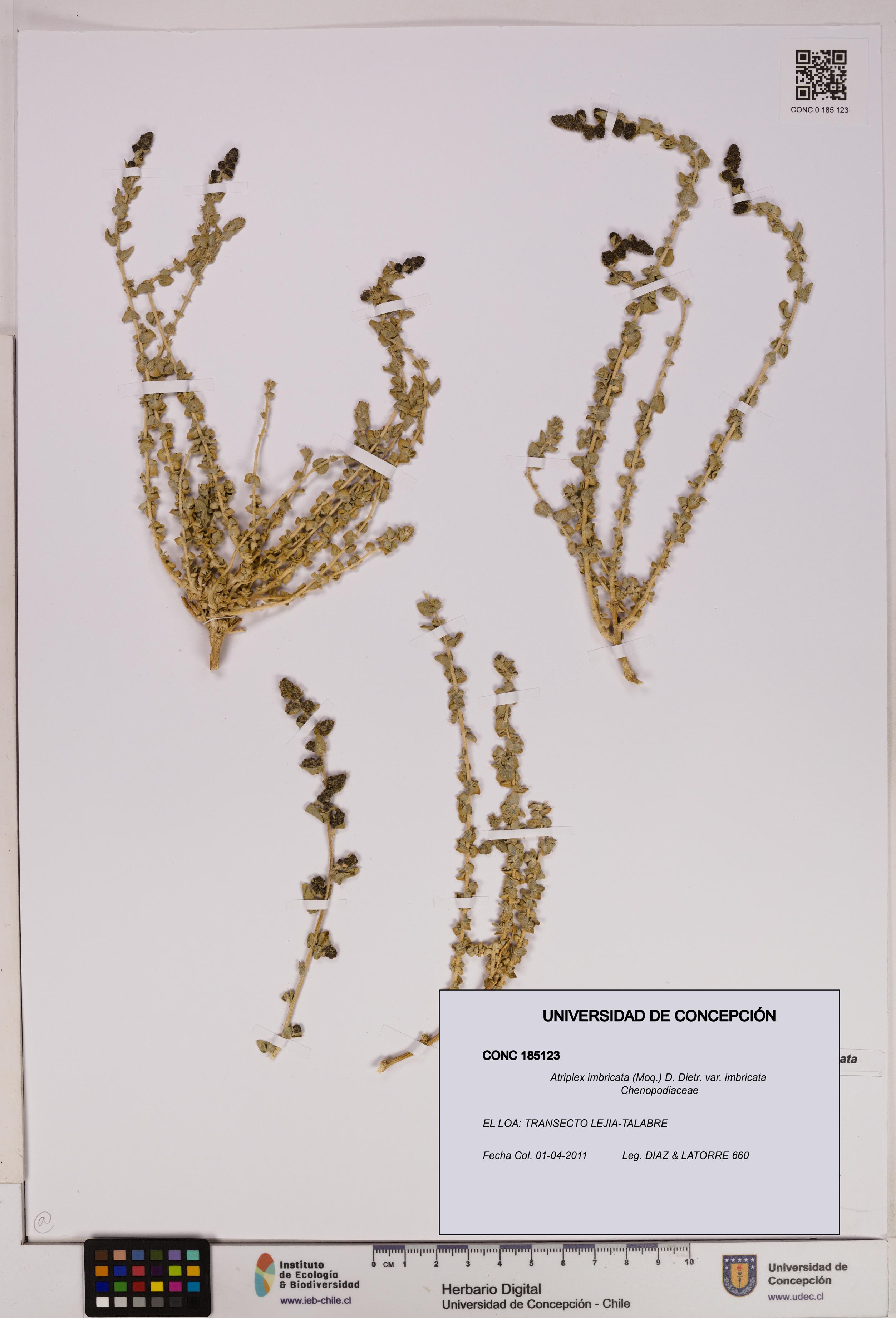 Atriplex imbricata [Espécimen: UDEC:CONC:0185123]