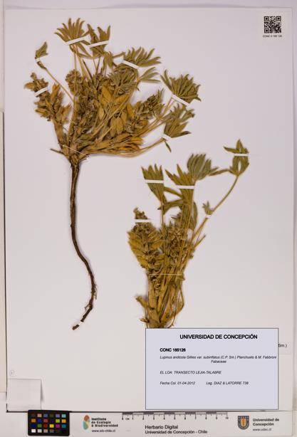 Lupinus andicola [Espécimen: UDEC:CONC:0185126]