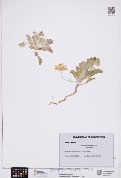 Trichocline caulescens [Espécimen: ]
